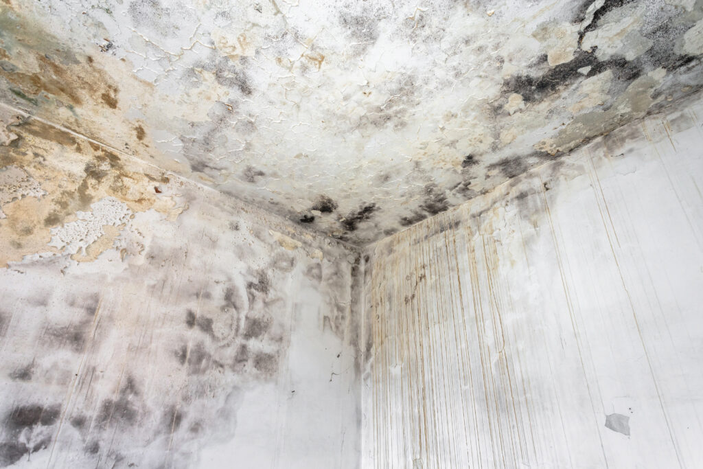 mold remediation guide