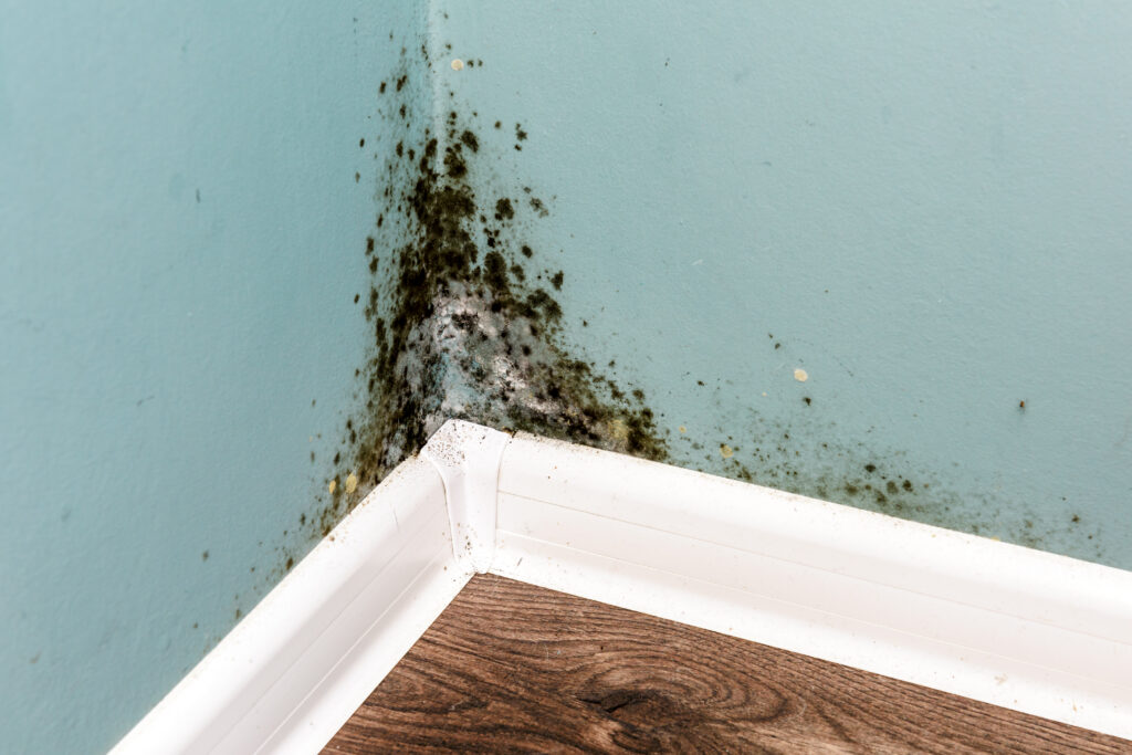 Mold Testing