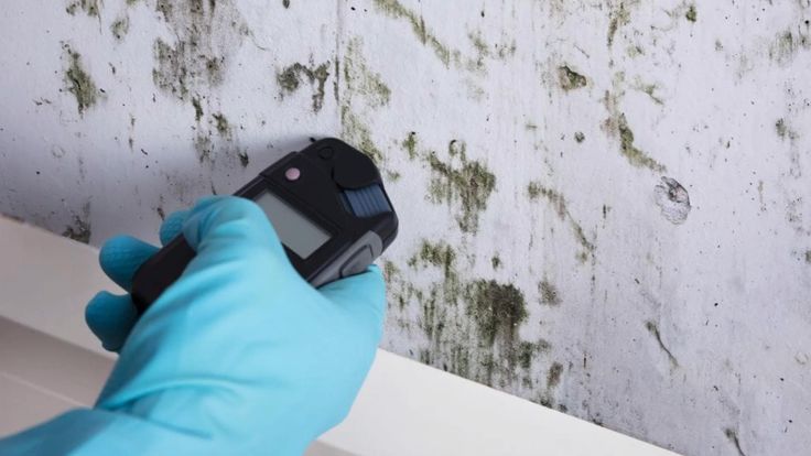 Mold Inspection